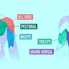 Anatomie des muscles du torse et du bras. Les pompes sollicitent le pectoral, le deltoïde, le triceps et le grand dorsal.