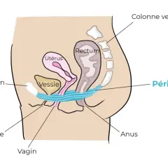 Schéma anatomique du pelvis féminin. La vessie, l'utérus, le rectum et le périnée sont représentés. Ce schéma peut aider à comprendre l'urgenturie femme traitement.
