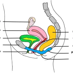 Schéma du **organe pelvien femme** : ovaire, utérus, vessie, pubis, urètre, vagin, rectum, coccyx, périnée, anus.