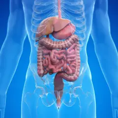 Anatomie du système digestif, montrant le foie, les intestins et le rectum. La région du périnée est visible, suggérant le lien avec la gestion des flatulences.