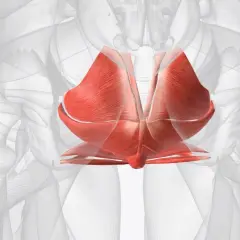 Muscles du plancher pelvien, essentiels pour le périnée homme et femme, montrés en rouge vif sur un fond anatomique transparent.