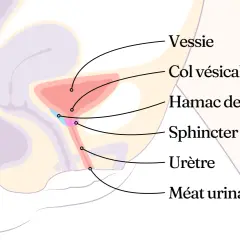 Schéma anatomique du pelvis féminin. Comprendre le fonctionnement de la vessie et de l'urètre peut aider à comment calmer les spasmes de la vessie.