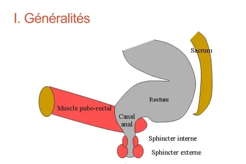 Schéma anatomique montrant le rectum, le canal anal, l'anus, le sacrum et le muscle pubo-rectal.