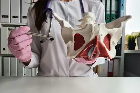 Modèle anatomique du périnée femme, tenu par une main gantée rose, avec un stylo.