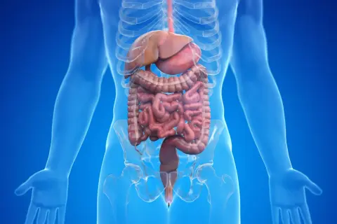 Anatomie du système digestif, montrant le foie, les intestins et le rectum. La région du périnée est visible, suggérant le lien avec la gestion des flatulences.