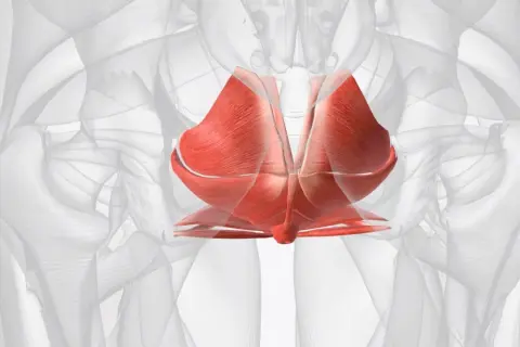 Muscles du plancher pelvien, essentiels pour le périnée homme et femme, montrés en rouge vif sur un fond anatomique transparent.