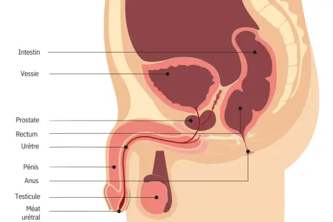 Schéma anatomique du système urinaire et reproducteur masculin. La vessie, la prostate et l'urètre sont visibles, illustrant l'urgenturie chez l'homme.
