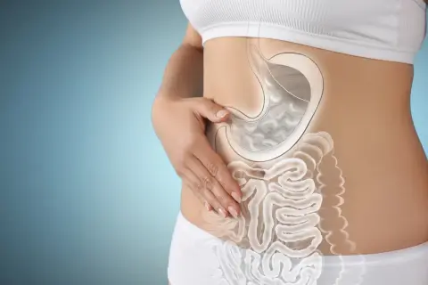 Vue du système digestif humain, montrant l'estomac et les intestins. Le temps de digestion est essentiel pour une bonne santé.