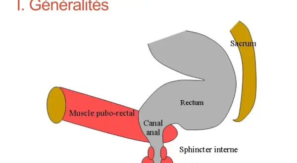 Schéma anatomique montrant le rectum, le canal anal, l'anus, le sacrum et le muscle pubo-rectal.