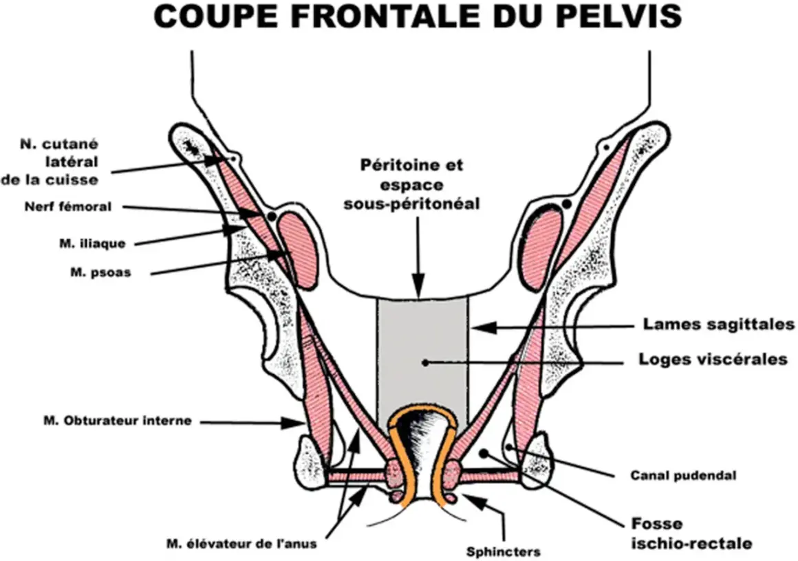 Coupe frontale du pelvis montrant les muscles, nerfs et structures anatomiques. La définition pelvienne est illustrée.
