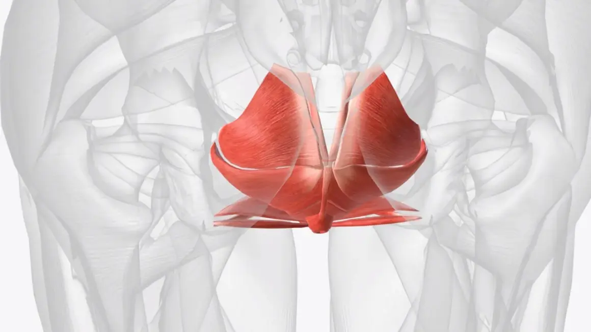 Muscles du plancher pelvien, essentiels pour le périnée homme et femme, montrés en rouge vif sur un fond anatomique transparent.