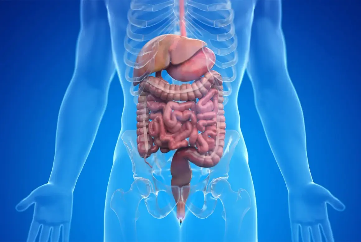 Anatomie du système digestif humain, montrant le foie, les intestins et le rectum. Illustration médicale pour comprendre l'incontinence anale neurologique.