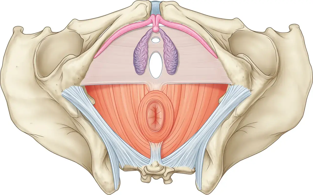 Vue anatomique du plancher pelvien, montrant les structures osseuses, musculaires et ligamentaires. Le terme 