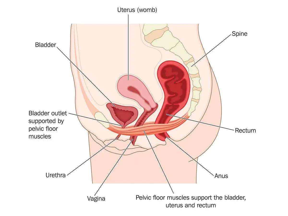 Anatomie du pelvis féminin : utérus, vessie, rectum, anus. Les muscles du plancher pelvien soutiennent ces organes et sont essentiels pour comment relâcher le sphincter anal.