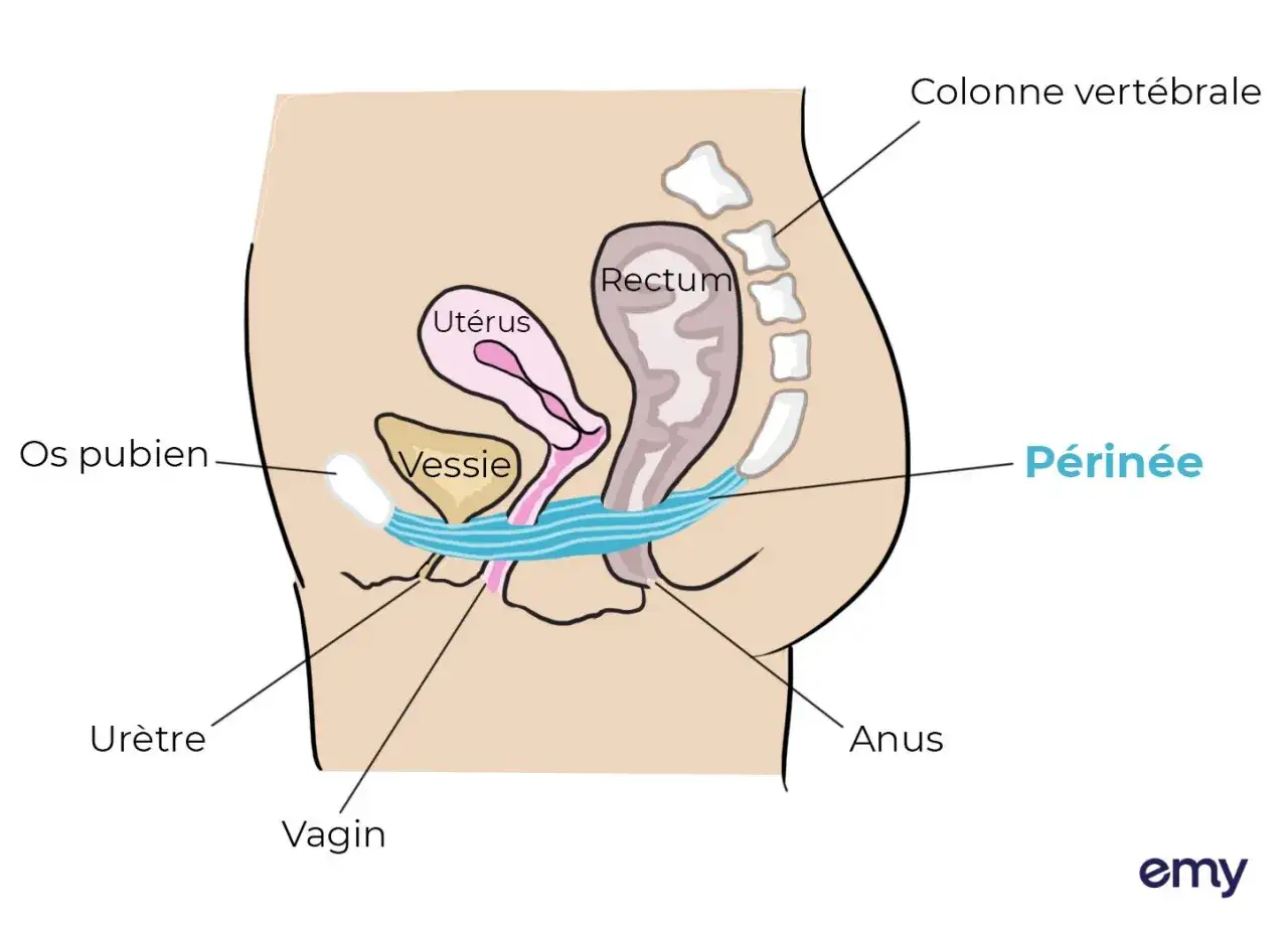 Schéma anatomique du pelvis féminin, montrant la vessie, l'utérus, le rectum, le périnée et l'urètre. Utile pour comprendre les causes de la vessie hyperactive.