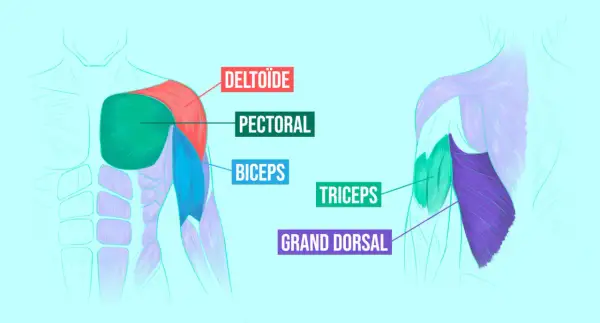 Anatomie des muscles du torse et du bras. Les pompes sollicitent le pectoral, le deltoïde, le triceps et le grand dorsal.