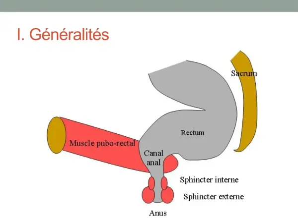 Schéma anatomique montrant le rectum, le canal anal, l'anus, le sacrum et le muscle pubo-rectal.