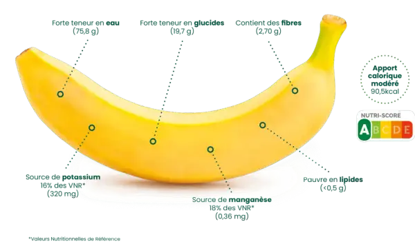 Banane : apport calorique modéré (90,5 kcal), riche en eau, glucides, fibres, potassium et manganèse. Faible en lipides. Nutri-score A.