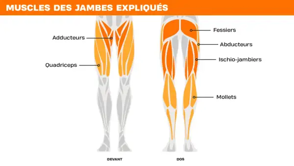 Schéma des muscles des jambes, avant et arrière. Met en évidence les quadriceps, fessiers, adducteurs, ischio-jambiers et mollets pour un bon exercice.